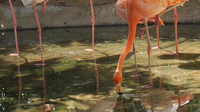 动物园里一群粉红色的火烈鸟。红色的火烈鸟视频素材