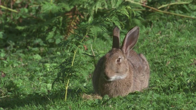 兔子吃着草跑开了视频下载