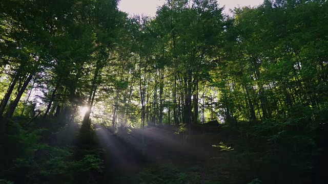 早晨的阳光穿过森林的树木。替身拍摄视频素材