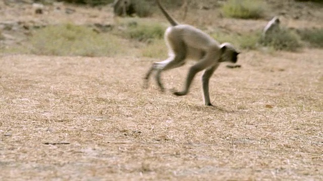 在印度焦特布尔追踪跑着的灰叶猴(Semnopithecus dussumieri)视频素材