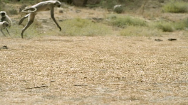 印度焦特布尔，灰叶猴(Semnopithecus dussumieri)跳跃、旋转和玩耍视频素材