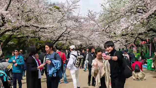 日本樱花在公园里盛开视频素材