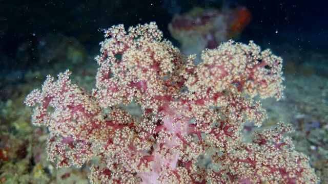 软珊瑚视频下载