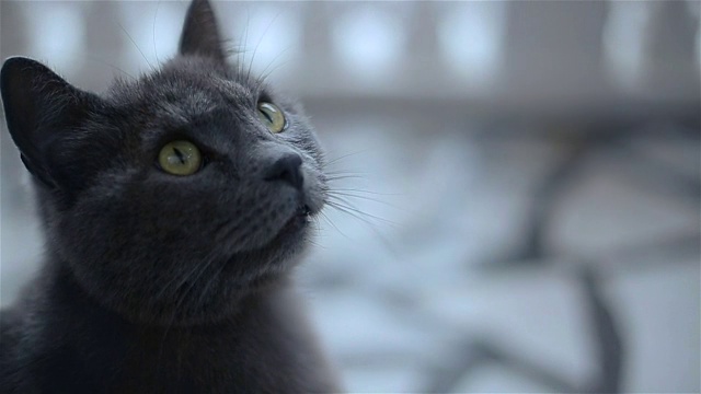淡蓝色的猫,肖像视频素材