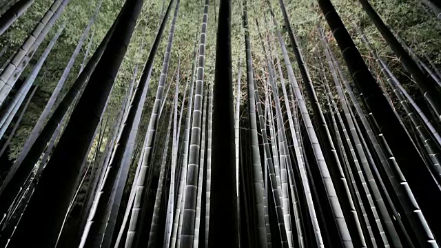 日本京都夜晚的4k竹林视频下载