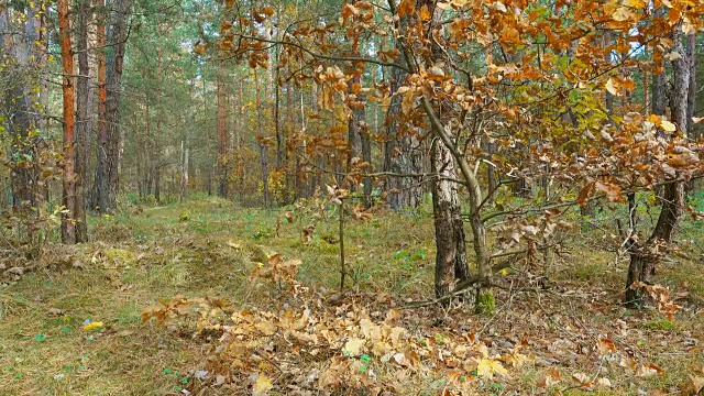 秋天的森林里，橡树随风落叶。视频素材