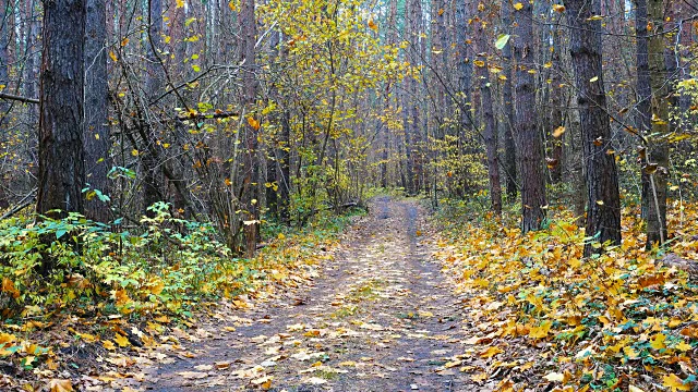 路穿过美丽的森林和落叶。视频素材