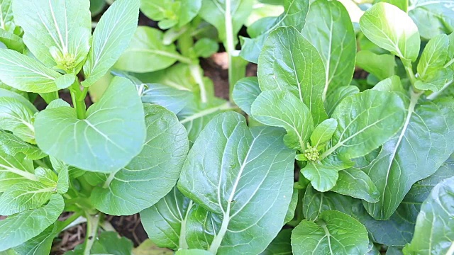 菜园子里新鲜的绿色大白菜叶子。视频下载