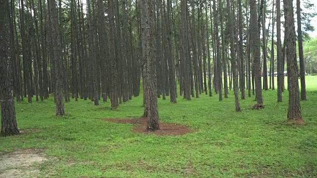 人造松林的树干视频下载