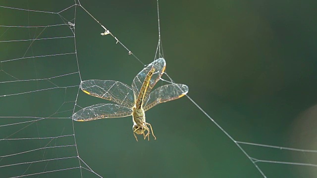 蜻蜓在蜘蛛网上的慢镜头视频素材