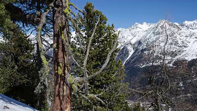 多莉拍摄的老松树和苔藓雪林在冬季阿尔卑斯山脉视频素材