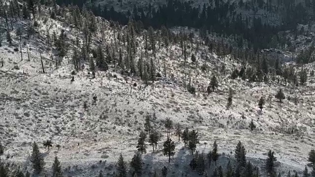 在下雪的时候飞过树林视频下载