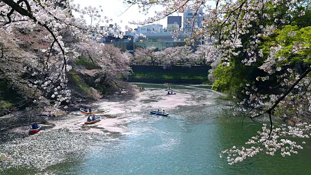 日本樱花视频素材