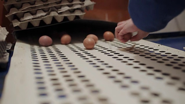 养鸡场的家禽工人在工厂的传送带上分拣鸡蛋。家禽养殖场工业生产线。视频下载