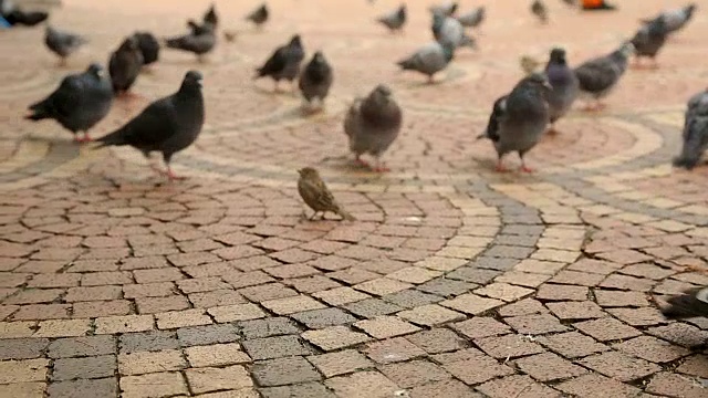白鸽和麻雀和普通的鸽子一起在人行道上散步视频下载