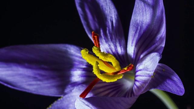 花有黄色雄蕊的淡紫色番红花视频素材