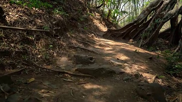走在森林里的一条小路上视频素材
