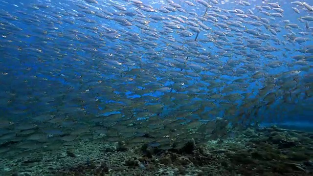 在库拉索岛附近的加勒比海珊瑚礁中跳舞的诱饵球视频素材