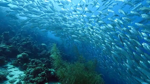 在库拉索岛附近的加勒比海珊瑚礁中跳舞的诱饵球视频下载