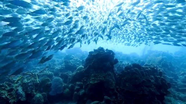 在库拉索岛附近的加勒比海珊瑚礁中跳舞的诱饵球视频素材