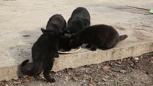 美丽毛茸茸的黑猫视频素材