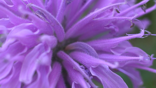 紫色花朵的特写视频素材