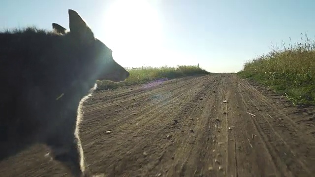 狗走在土路上视频素材