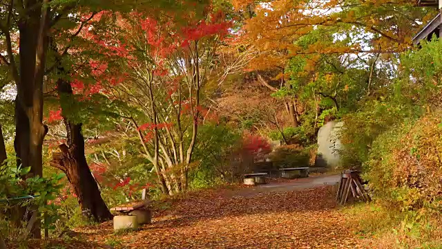 枫树公园。秋景刮风日。视频素材