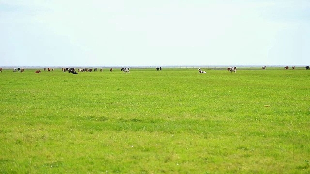 冰岛草地上的奶牛，慢镜头视频下载