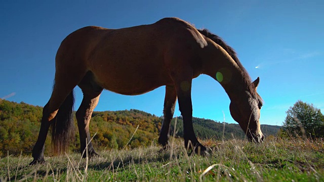 美丽的棕色马放牧夏季牧场在山上视频素材