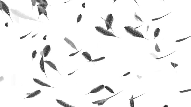 羽毛落在白色的背景上视频素材