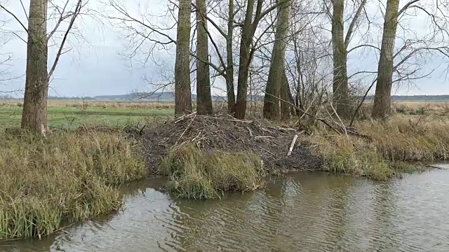 在Havelland(德国勃兰登堡)的一条水道上，海狸住在水边。视频素材