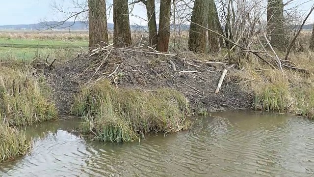 在Havelland(德国勃兰登堡)的一条水道上，海狸住在水边。视频素材