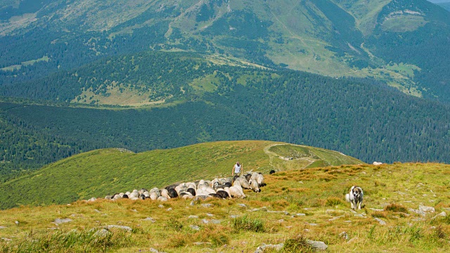在喀尔巴阡山脉的高地上，牧羊人在放牧。景观视频。视频下载