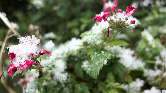 天竺葵在有雪的冬天盛开。视频素材