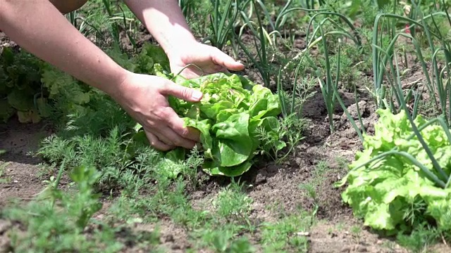 两个女人采摘生菜的慢动作视频视频素材