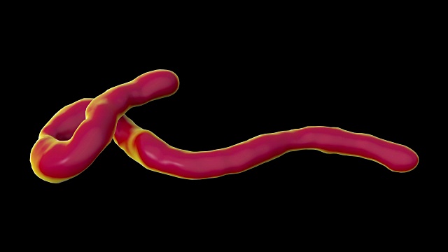 埃博拉病毒粒子，动画视频素材