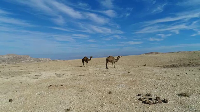 航空摄影-沙漠中的骆驼视频素材
