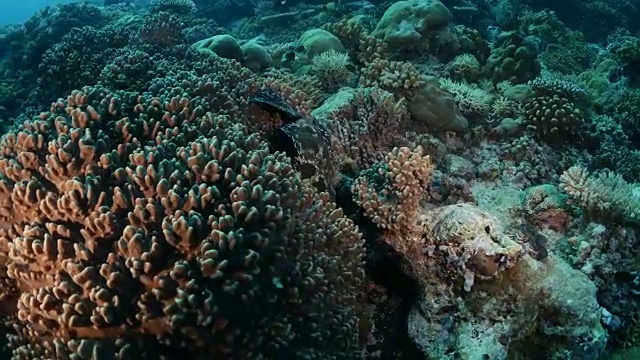 藏在珊瑚湾的石斑鱼视频下载