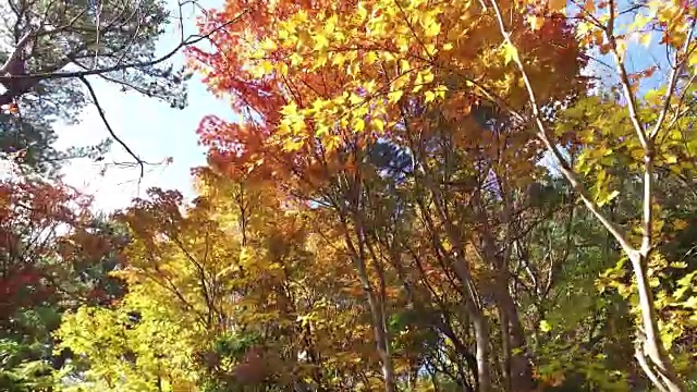 日本福岛，沿着山间小道的秋叶树视频素材