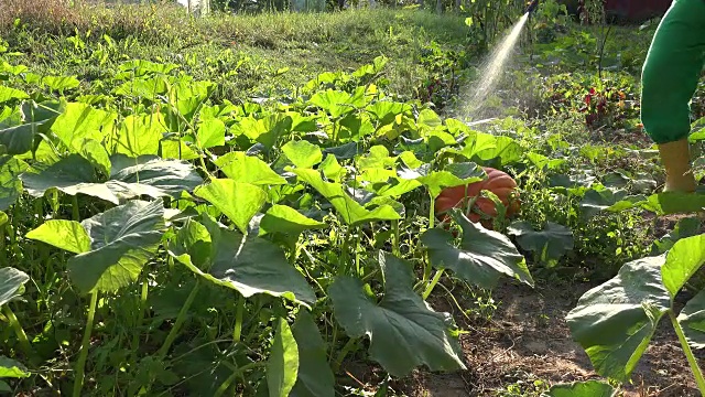 种植者牛仔在农场喷洒南瓜蔬菜。特写镜头。FullHD视频素材