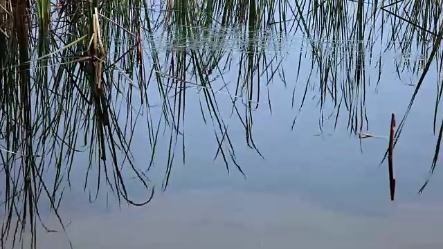 植物在水中反射视频素材