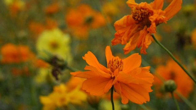 蜜蜂降落在花上的慢镜头视频素材