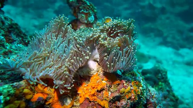 水下小丑鱼臭鼬海葵鱼(Amphiprion ephippium)在华丽的海葵(Heteractis magnifica)珊瑚漂白视频下载