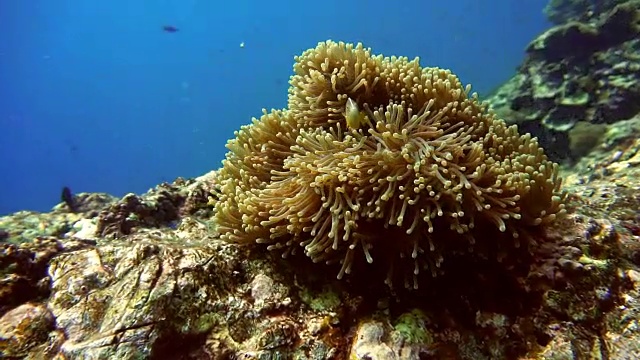 水下小丑鱼臭鼬海葵鱼(Amphiprion ephippium)在华丽的海葵(Heteractis magnifica)珊瑚漂白视频下载