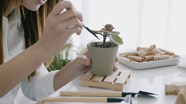 现代生活方式与女人和她的工作，种植小树在她的房间视频素材