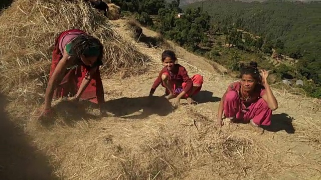 尼泊尔妇女和女孩用手堆干草视频下载