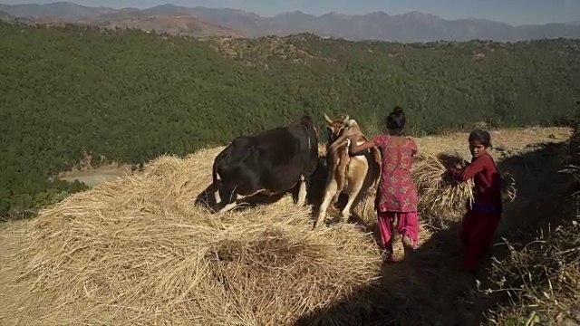 年轻的尼泊尔女孩赶着牛去踩干草视频下载