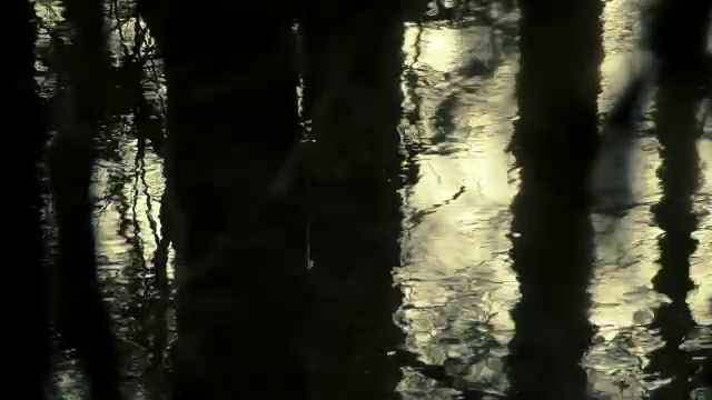 森林里的黑水视频素材
