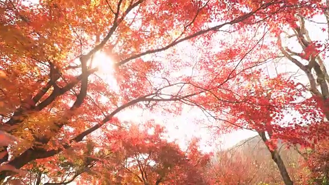 走到秋叶树梢的阳光下视频下载
